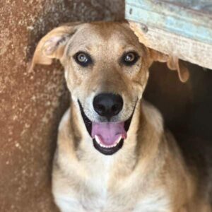 DIRKY (♂) - auf PS im PLZ Bereich 16 (KK )