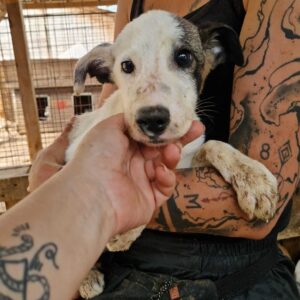 JOHARI (♂) - ausgereist zu Vierbeiner in Not