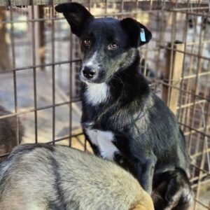 DANA (♀) - sollte zeitnah ausreisen