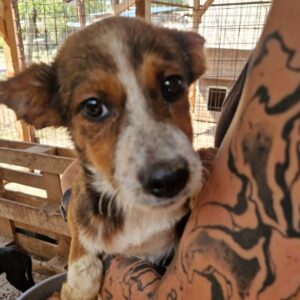 BEANY (♀) - RBB 09/24