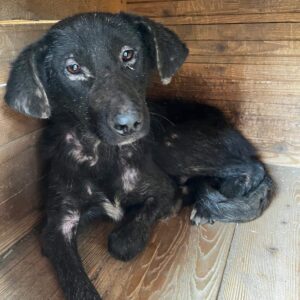 LEWIN (♂) - Notfall: viel zu dünn, Hautprobleme - ausgereist zum TH Iserlohn