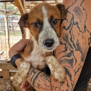 HALMA (♀) - ausgereist zur Tierhilfe Lebenswert