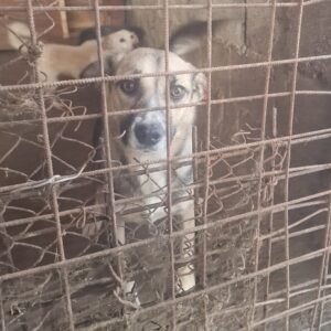 SHEMESH - ausgereist zur Tierhilfe Lebenswert