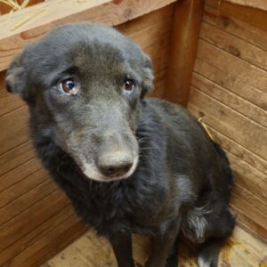 INGRI (♀) - ausgereist zu Tiere in Not Odenwald e.V. (PM)