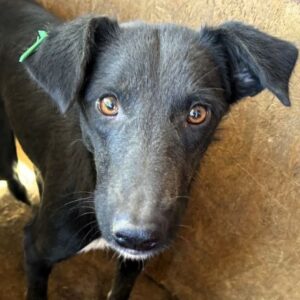 SIGITA (♀) - ausgereist zum TST Rösrath