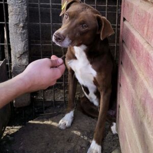 JACUB (♂) - vor Ort vermittelt 11/24