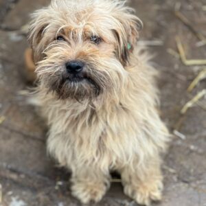 SMUDO (♂) - ausgereist zu Vierbeiner in Not