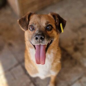 SUWEDI (♂) - auf PS im PLZ Bereich 12 - vermittelt