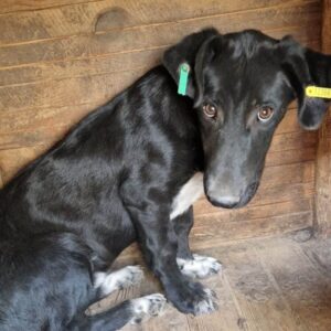 MEO (♂) - braucht dringend positiven Menschenkontakt