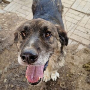 JERIK (♂) - ausgereist zu Mit Tieren leben e.V. (AL)