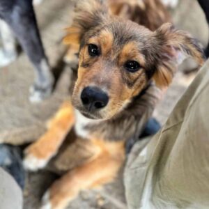 CORCHIANO (♂) - ausgereist zu Mit Tieren leben