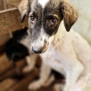 SCHOLLI (♂) - RBB 10/24