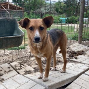 LANINA - seit mindestens 2020 im Shelter