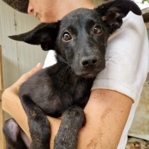 TOPI (♀) - vor Ort vermittelt