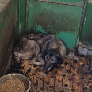 FREDERICKA - reserviert NH vermittelt