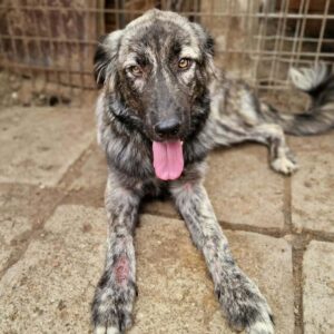 CUTZA (♀) - auf PS im PLZ Bereich 66 (JW) - vermittelt