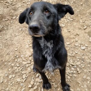 ARROW - Notfall - abgemagert - reserviert Lika (Mihaela) 18.10 - vermittelt