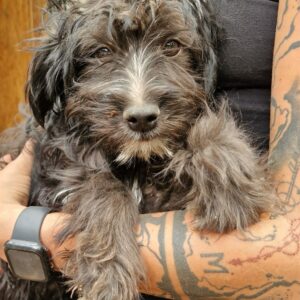 BOMMY (♂) - ausgereist zur Hundescheune Fläming