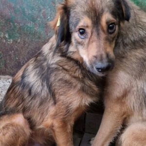 JORY (♂) - vermittelt NH