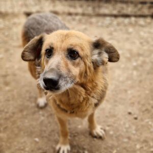 TOBSY - reserviert Manuela vermittelt