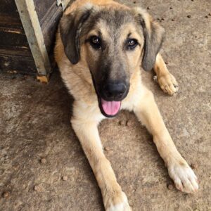 SINDBAD (♂) -ausgereist zu Vierbeiner in Not (AL)