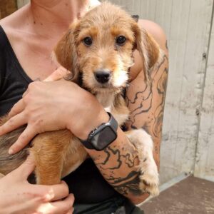 ESMIE (♀)- auf PS im PLZ Bereich 15 - vermittelt