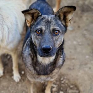 MALAYA - vermisst 11/24