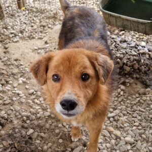 ELFINO - reserviert TH Wannigsmühle - vermittelt