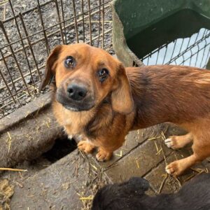 ELMO - ausgereist zum TH Lingen