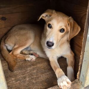 WILMA (♀) - ausgereist zu Vierbeiner in Not (AL)