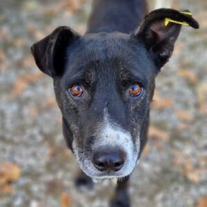 TOBAL (♂) - Staff-Mix - seit 2017 im Shelter