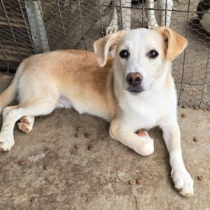 INO (♂) - ausgereist zu Vierbeiner in Not (AL)