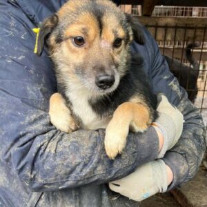 ROMY - auf PDR PS im PLZ Bezirk 38 - vermittelt