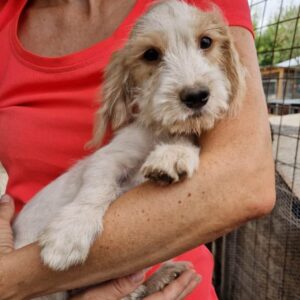 DAVIE (♂)- auf PS im PLZ Bereich 16 - vermittelt