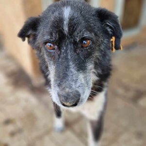 DRAGO - seit mind. 2020 im Shelter - ausgereist zum TH Iserlohn