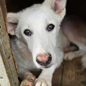 WHITY (♂) - ausgereist zu Vierbeiner in Not (AL)