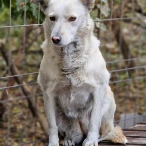 MALOUK (♀) - vermisst 11/24