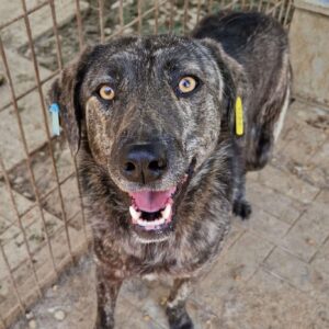 AISHA (♀) reist auf PDR Pflegestelle in PLZ 96 ( 22.05. KK)