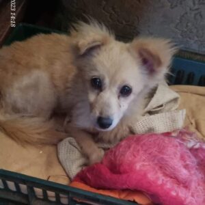 FLUSI - ausgereist zur Tierhilfe Lebenswert