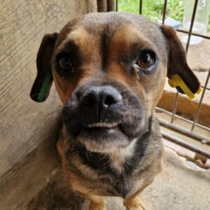 COLETTA (♀) - auf PS im PLZ Bereich 90 - vermittelt