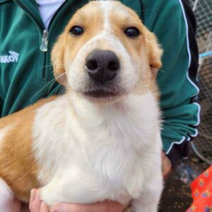 LYKKE - ausgereist zu Vergessene Pfoten Stuttgart