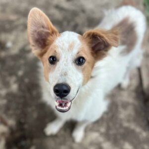 KOA (♂) - ausgereist zu KM