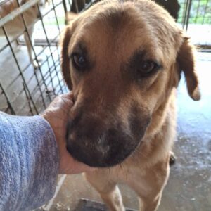 LUZI (♀) - ausgereist zu Vierbeiner in Not