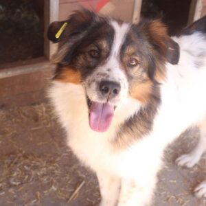 TAU (♂) - vermittelt MH