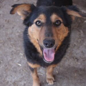 QUEENIE (♀) - ausgereist zu Pro Vita Animale e.V.