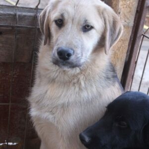 BENGO (♂) - sollte dringend ausreisen