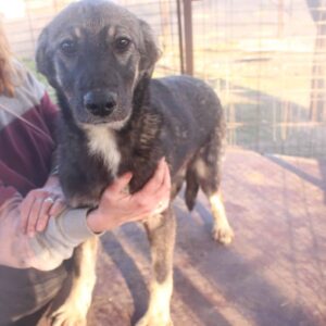 LOOPY (♂) - hinten stark durchtrittig, wird schüchtern - vermittelt LS