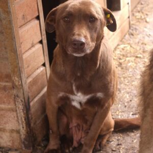 MAYLIEN (♀) - humpelt dauerhaft vorne rechts