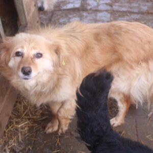 DELYA (♀) - schlimmer Husten - ausgereist zum TST Rösrath