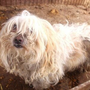 SCOUT (⚤) - Notfall - stark verfilzt, schlechter Allgemeinzustand - ausgereist zum TH Wannigsmühle